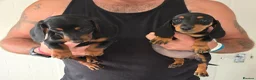 Miniature Dachshund dogs for sale: Beautiful miniture dachshund puppies  - Advert 4