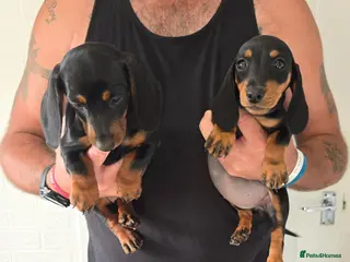 Miniature Dachshund dogs Beautiful miniture dachshund puppies - Advert 8