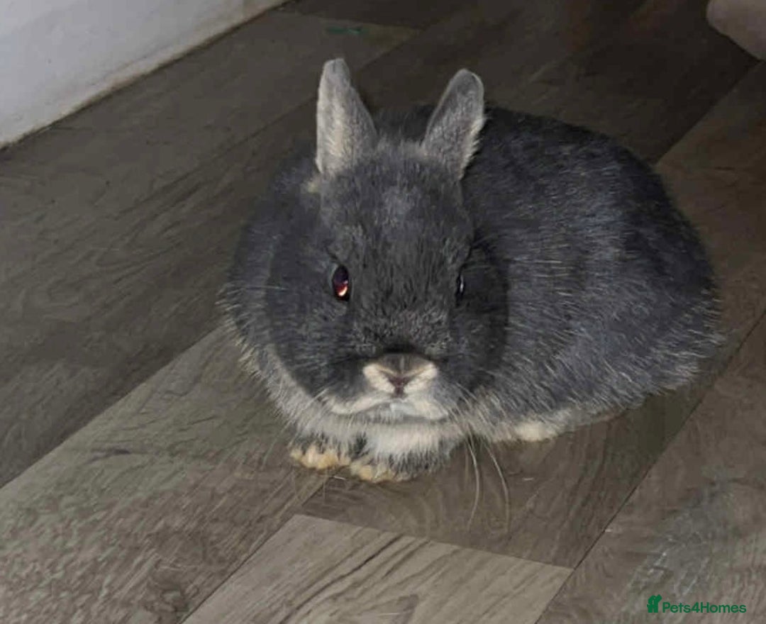 Netherland Dwarf rabbits for sale: Netherland dwarf bucks  - Advert 10