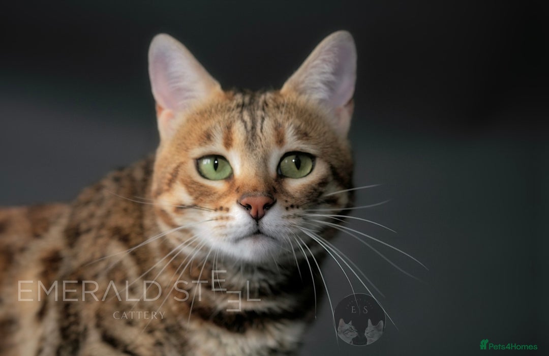 Bengal cats for sale: Pure Pedigree TICA Early Generation Bengal - Advert 5