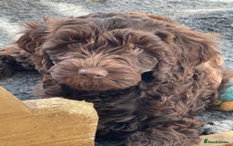 Australian Labradoodle dogs for sale: Pure Australian Labradoodles - READY TO LEAVE  - Image 8