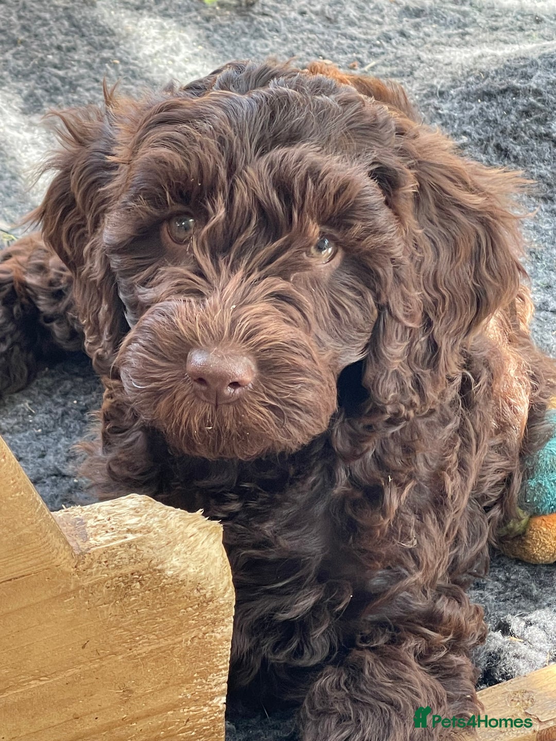 Australian Labradoodle dogs for sale: Pure Australian Labradoodles - READY TO LEAVE  - Image 8
