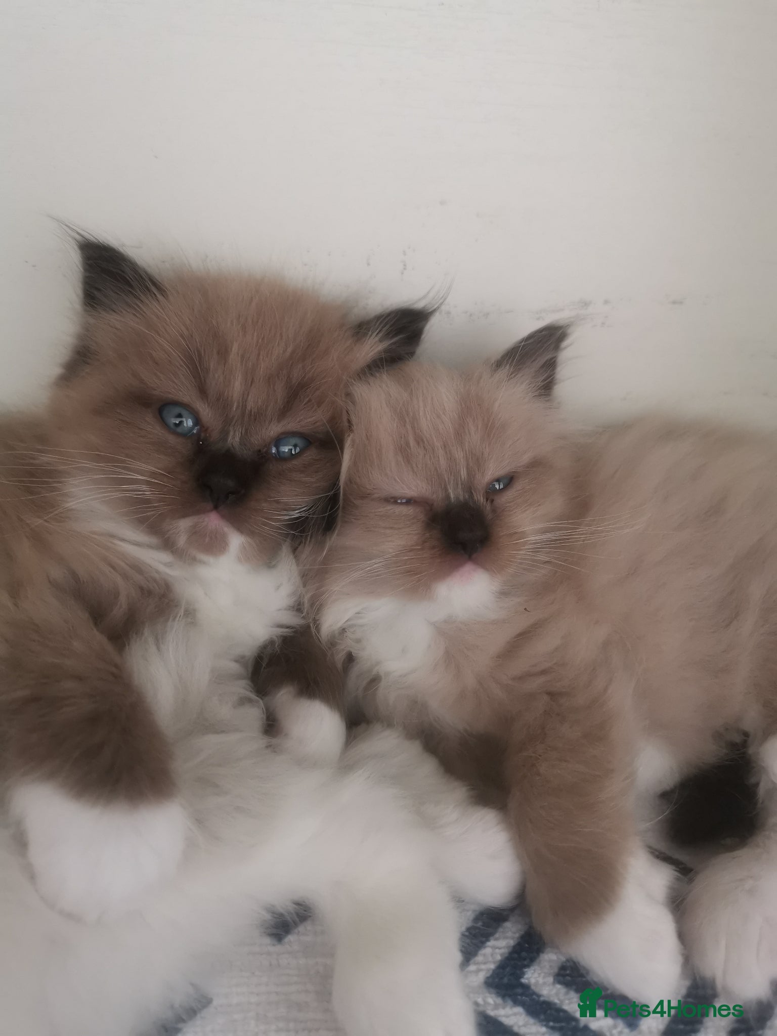 Ragdoll cats Stunning TICA Ragdoll Kittens Mink Sepia Cherubim - Advert 17