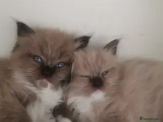 Ragdoll cats Stunning TICA Ragdoll Kittens Mink Sepia Cherubim - Advert 17