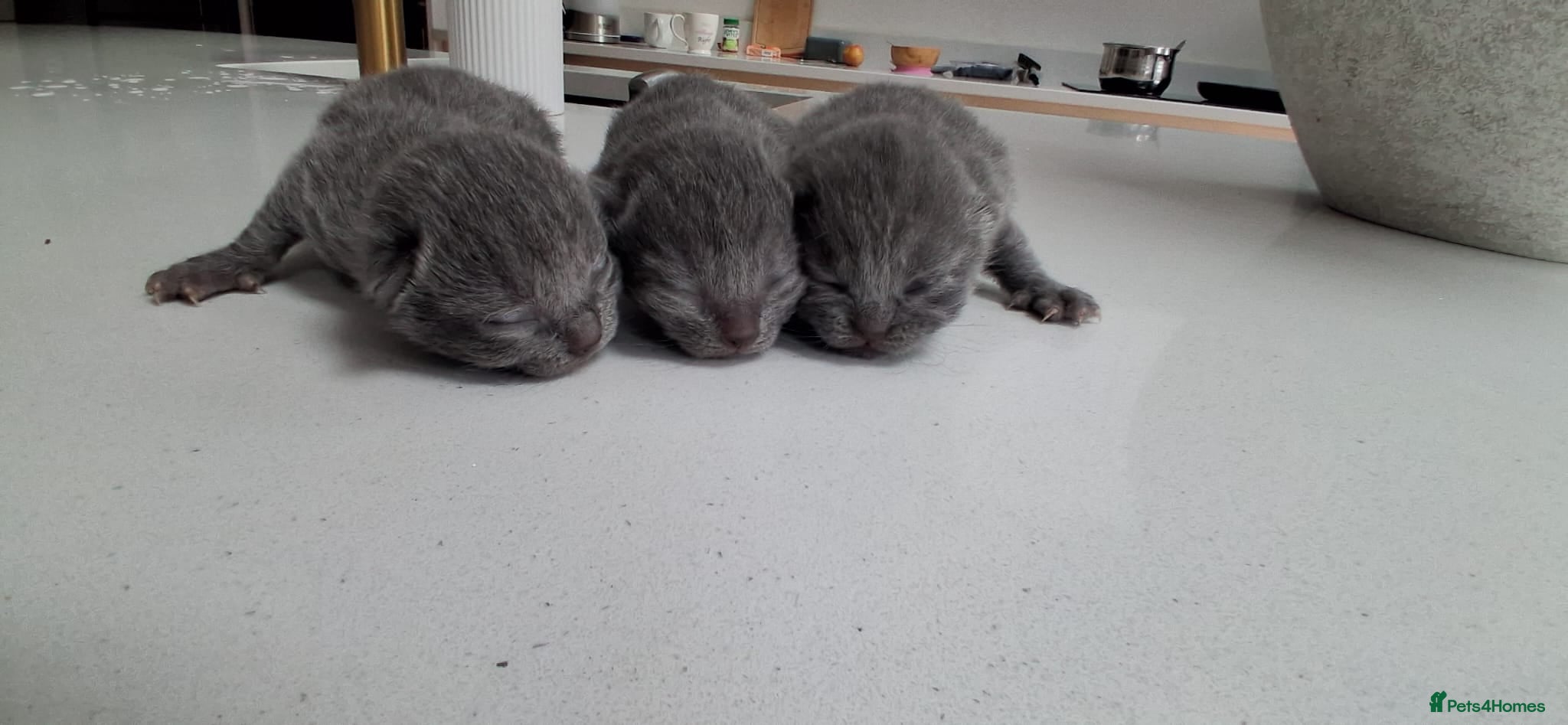 British Shorthair cats Stunning British Short Hair Kittens  - Advert 1