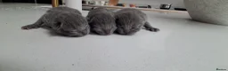 British Shorthair cats for sale: Stunning British Short Hair Kittens  - Advert 1