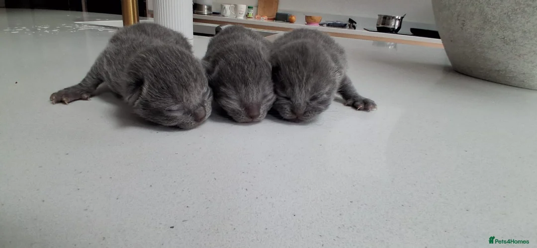 British Shorthair cats for sale: Stunning British Short Hair Kittens  - Advert 1