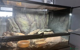 Gecko reptiles for sale: Snow leopard gecko - Image 4