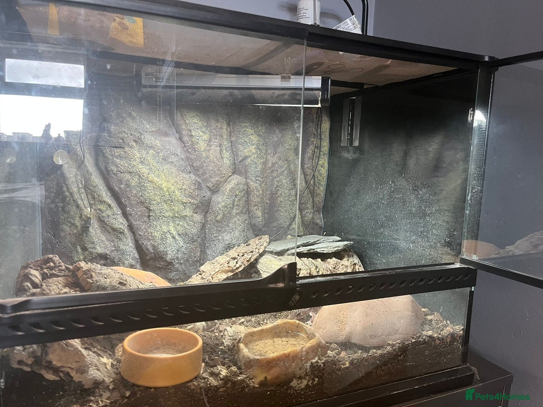 Gecko reptiles for sale: Snow leopard gecko - Image 4