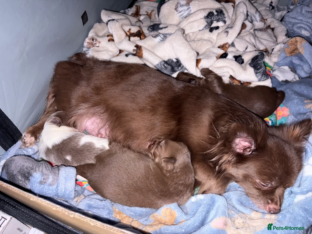 Chihuahua dogs for sale: One solid chocolate female chihuahua left!! ⭐️⭐️⭐️ - Advert 29
