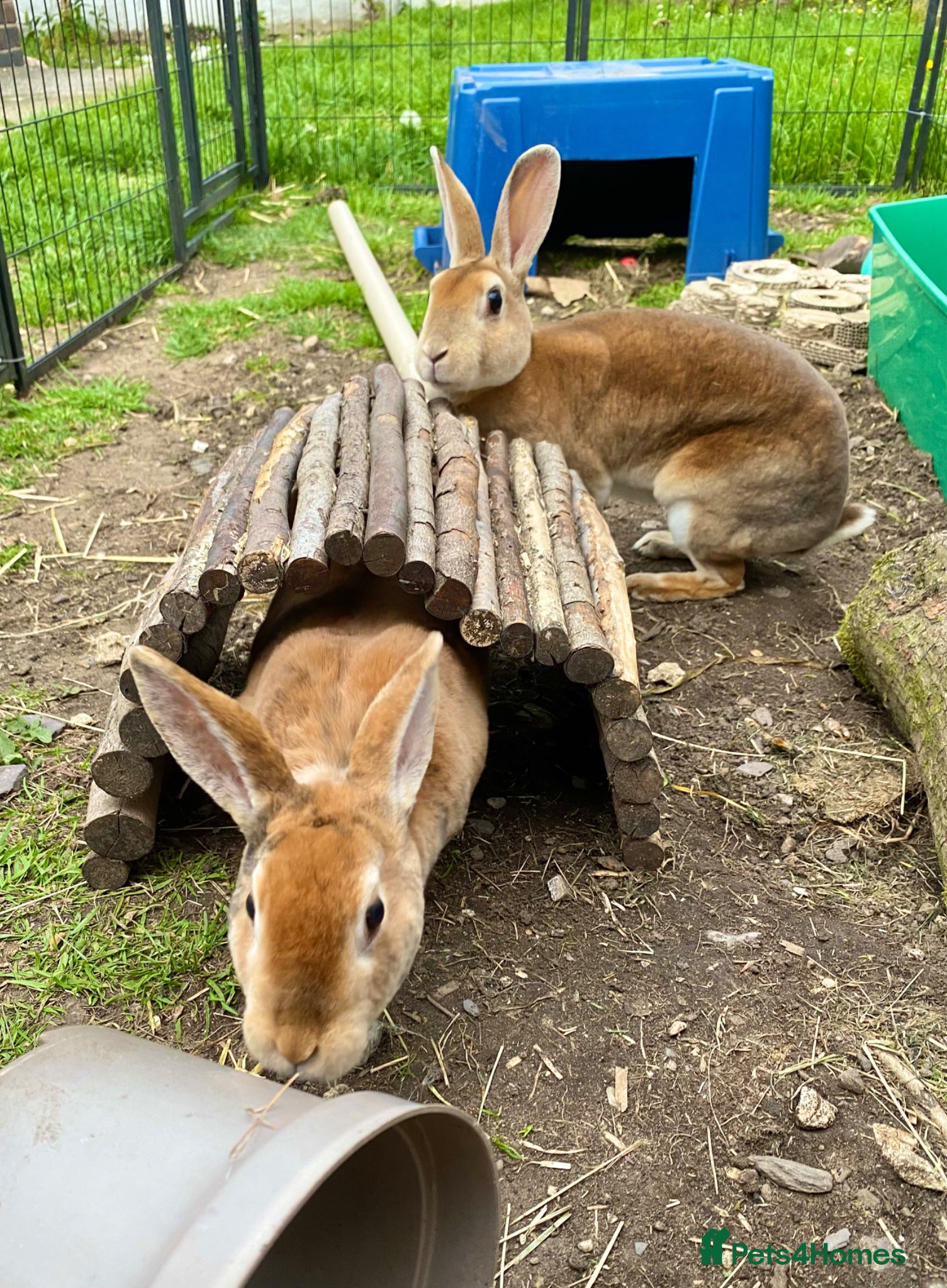 Rex rabbits Two Gorgeous Rex Doe’s for sale - Advert 1