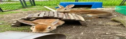 Rex rabbits for sale: Two Gorgeous Rex Doe’s for sale - Advert 1
