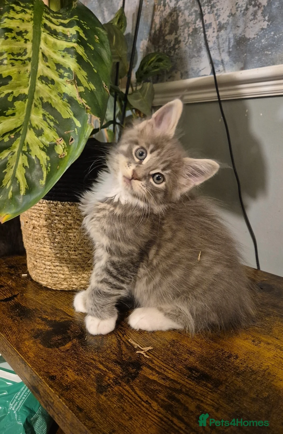 Maine Coon cats for sale: GCCF registered Pedigree Maine Coon Kittens - Advert 41