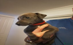 Whippet dogs for sale: Gorgeous blue whippets  - Image 5