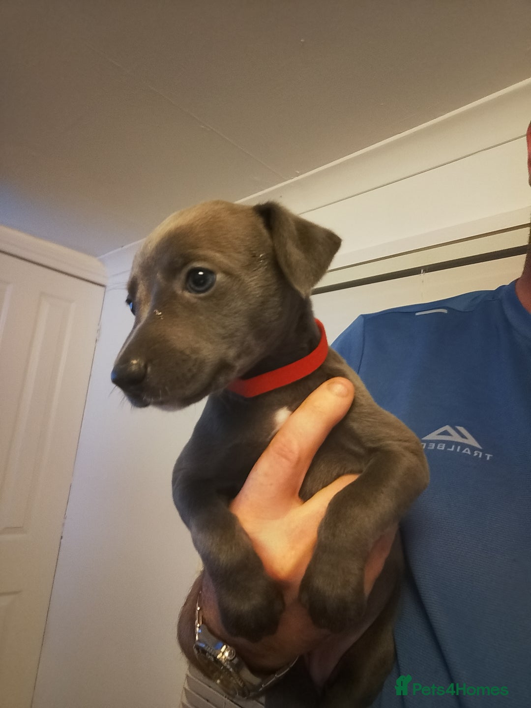 Whippet dogs for sale: Gorgeous blue whippets  - Image 5
