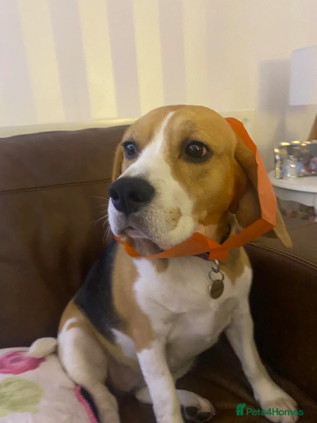 Beagle dogs for sale: Bella  - Advert 7