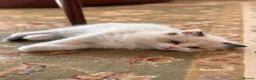 Ragdoll cats for sale: Gorgeous ragdolls ready to find their forever home - Advert 1