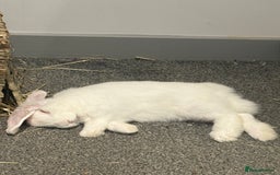 Dwarf Lop rabbits for sale: White Dwarf Llop - Image 11