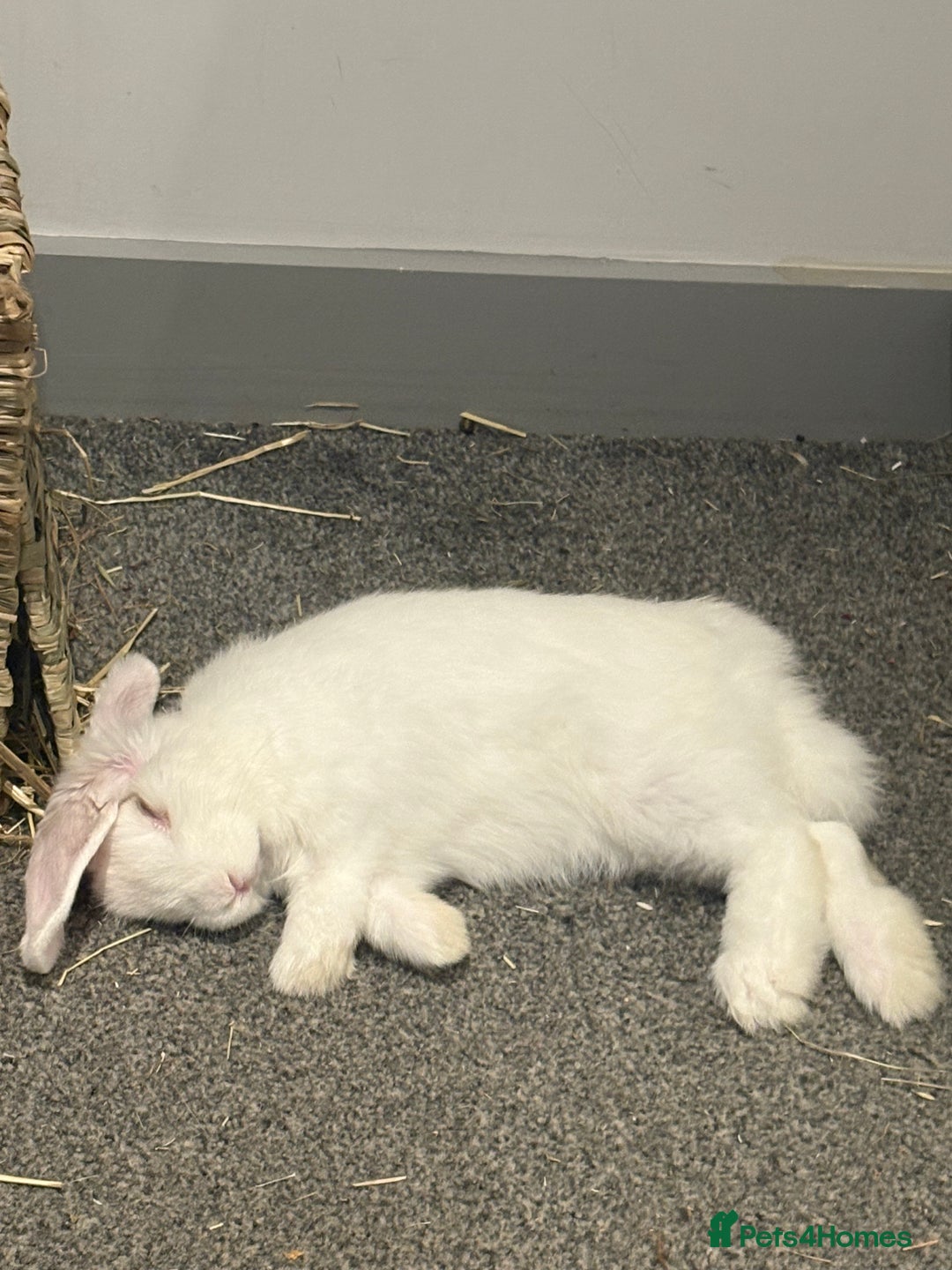 Dwarf Lop rabbits for sale: White Dwarf Llop - Image 11