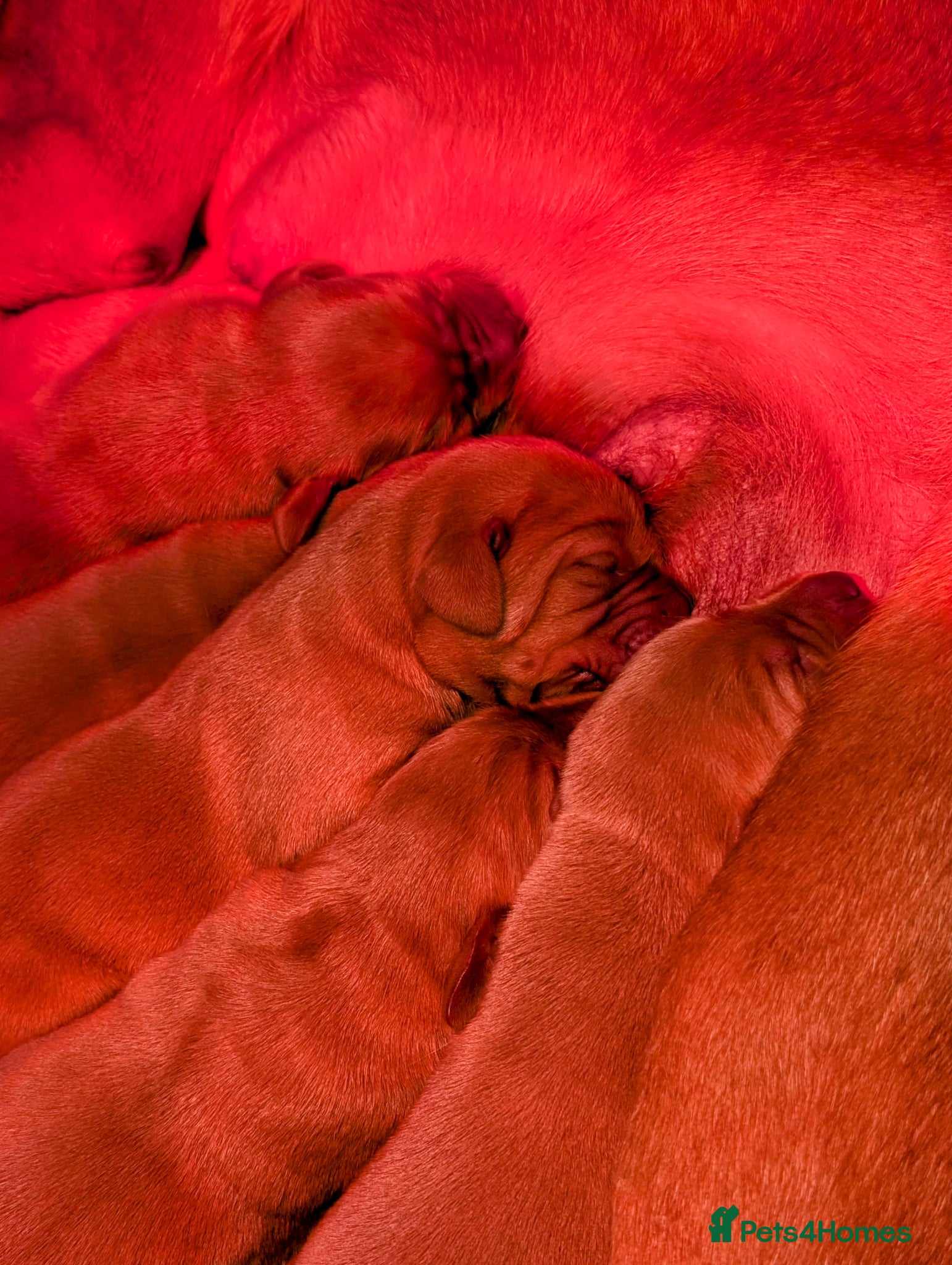 Labrador Retriever dogs for sale: RKC Fox Red Puppies - Fully Health Tested  - Advert 2