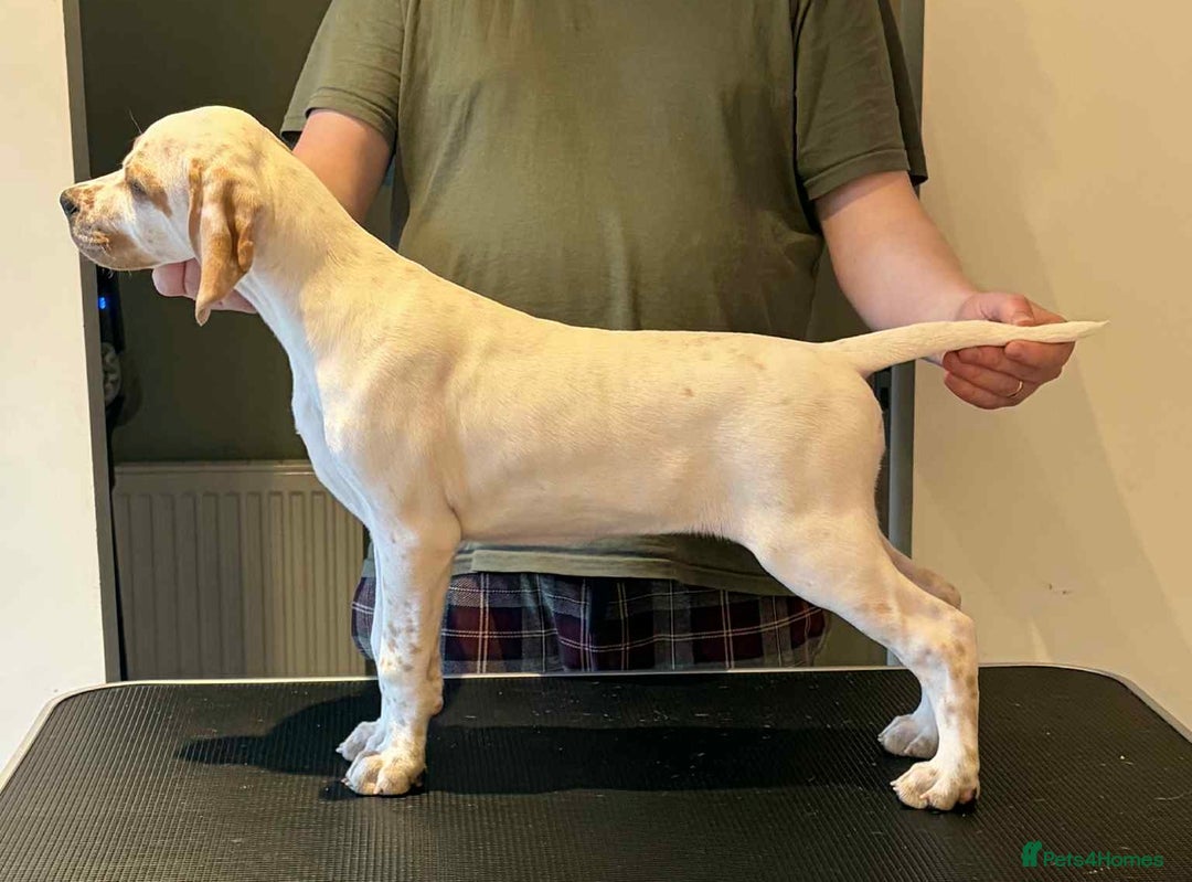 Pointer dogs for sale: Beautiful litter of Top Quality Pointer Puppies - Advert 2