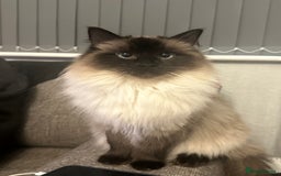Ragcoon cats for sale: Ragcoon kittens  - Image 5