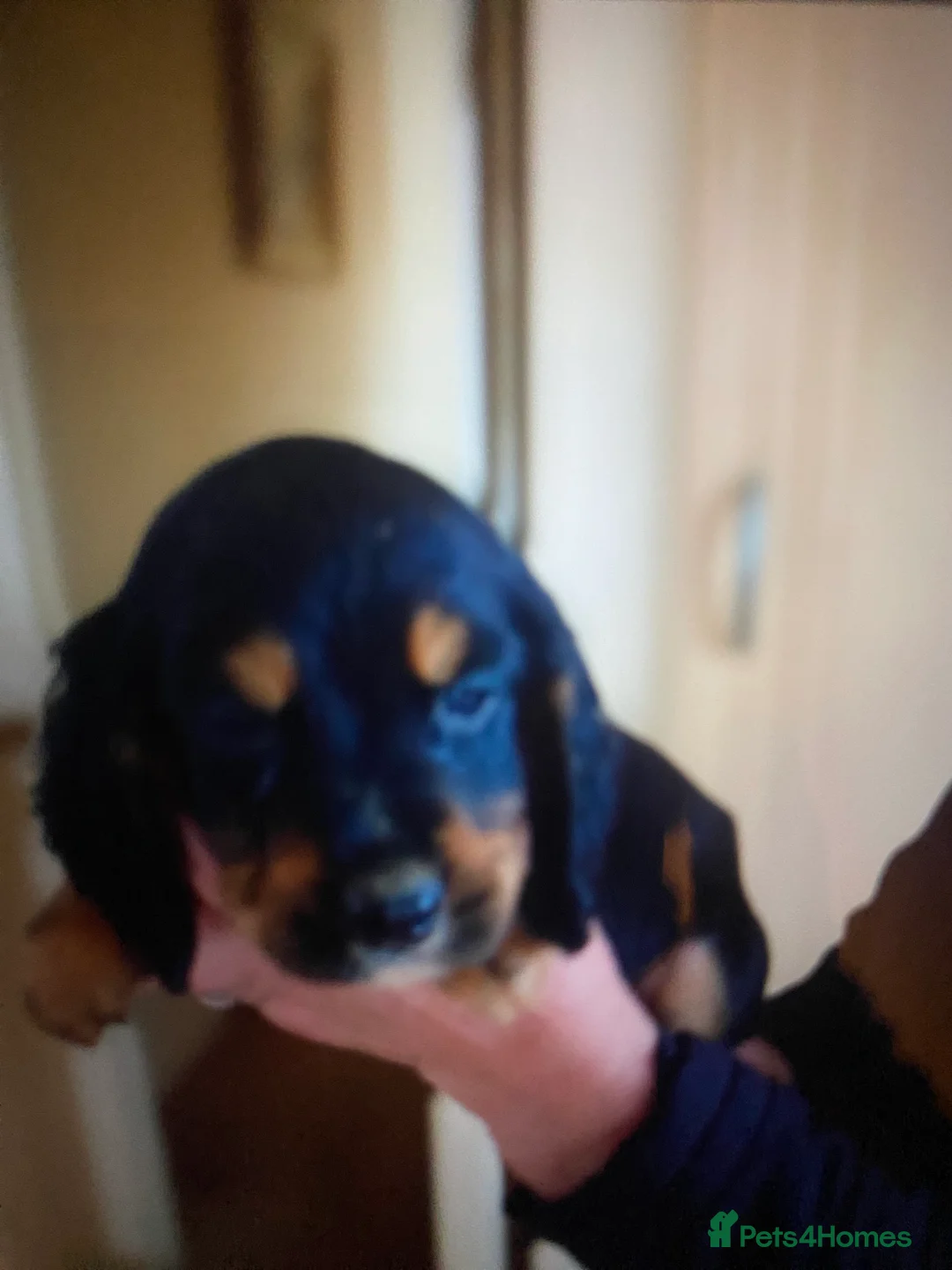 Cocker Spaniel dogs for sale: Beautiful letter of working Cocker spaniel’s - Advert 7