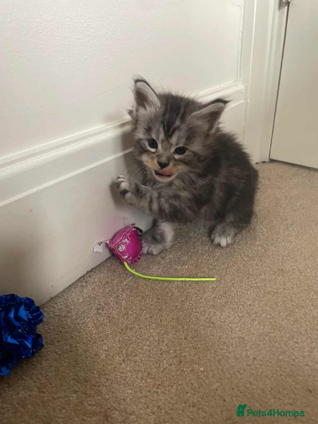 Maine Coon cats for sale: Beautiful Silver tabby Maine coon girls - Advert 21