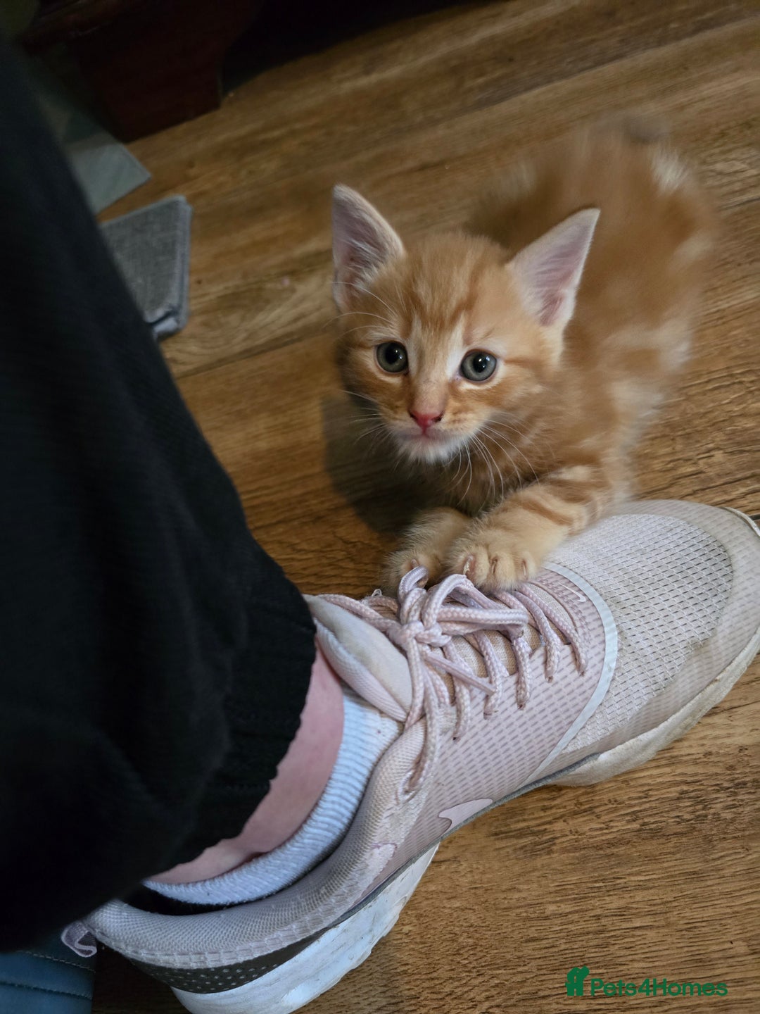 Mixed Breed cats for sale: Beautiful kittens 8 weeks old  - Image 5