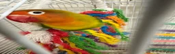 Lovebirds birds for sale: 2 lovebirds plus cage - Advert 6