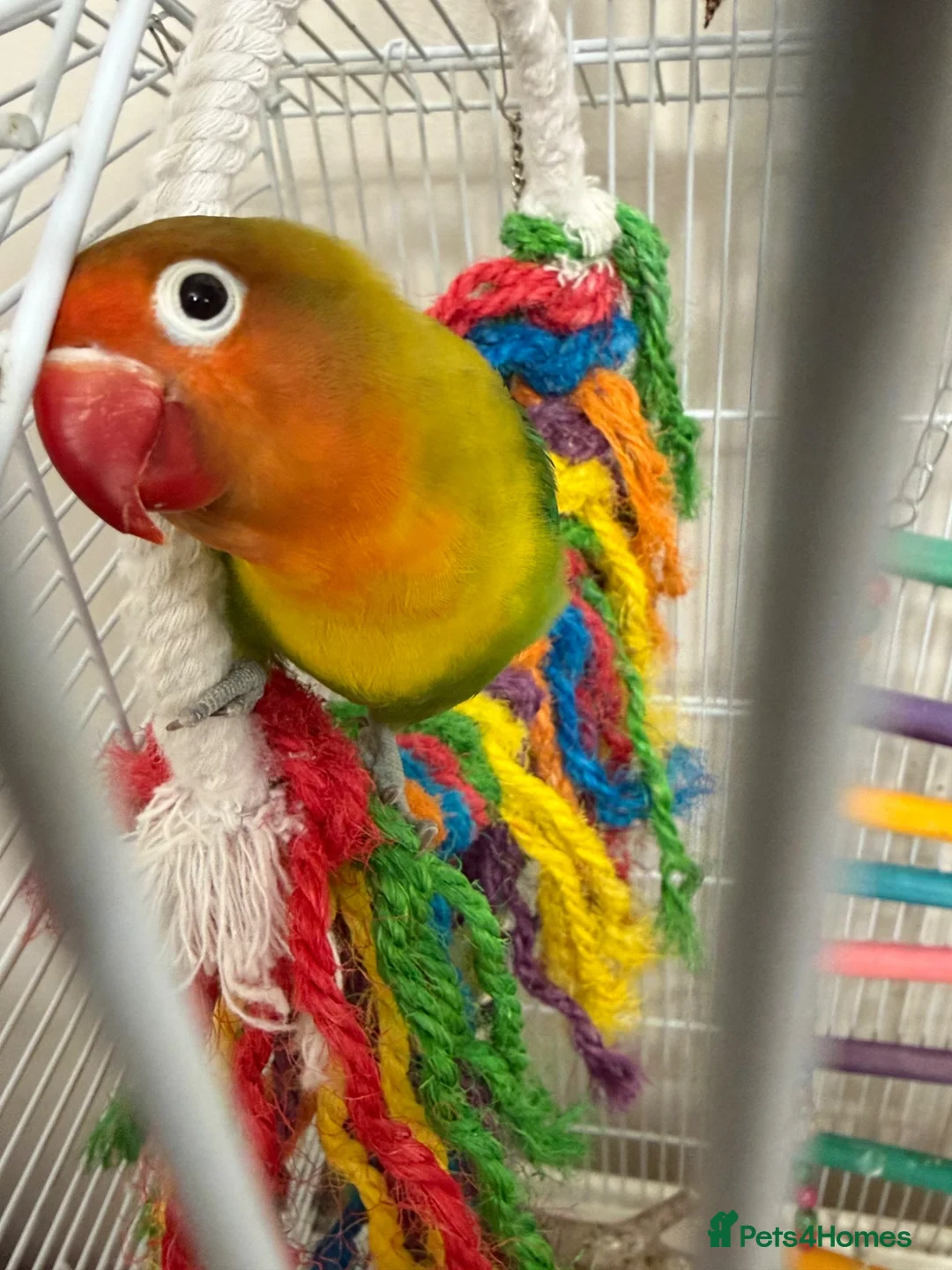 Lovebirds birds for sale: 2 lovebirds plus cage - Advert 6