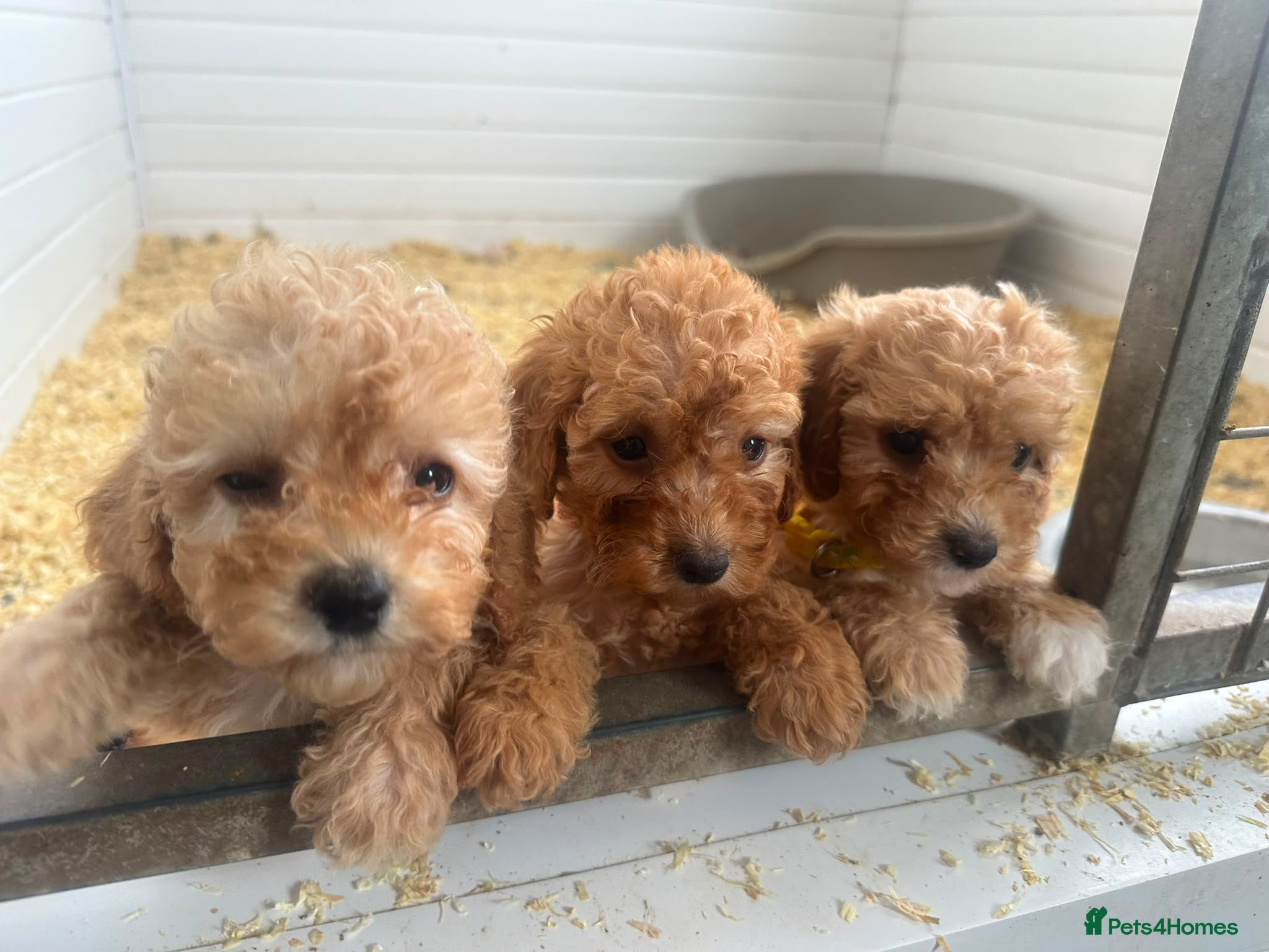 Cockapoo dogs Licensed F1b 3 Cockapoos ready to leave  - Advert 12