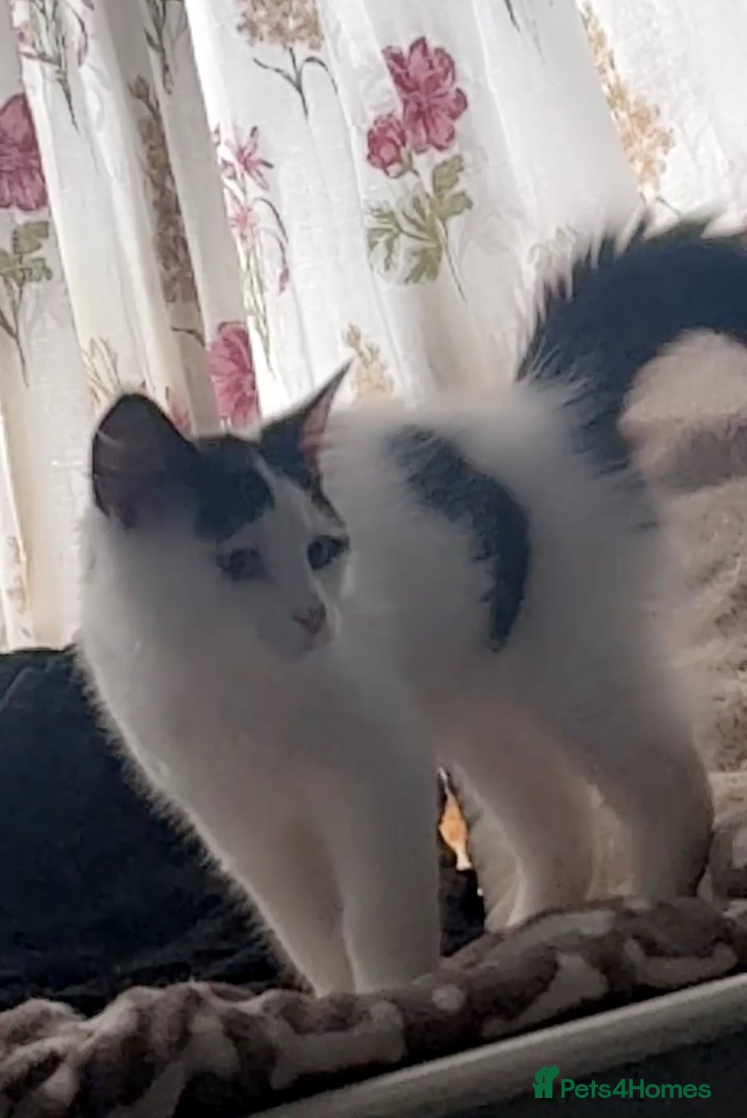 Mixed Breed cats for sale: For sale 3 female kittens and 1 older male kitten - Image 4