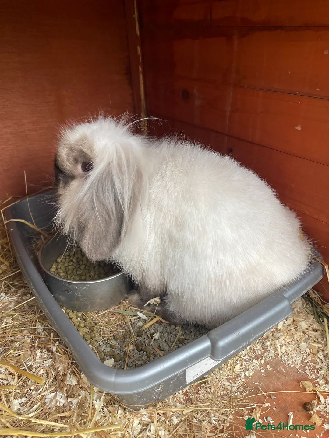 Lionhead rabbits for sale: Male and female lion lops  - Advert 5