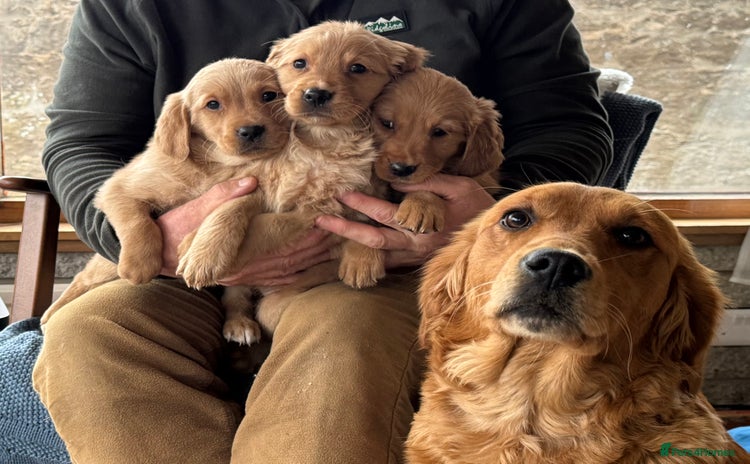Golden Retriever dogs for sale - Advert 1