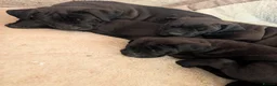 Presa Canario dogs for sale: STUNNING BLACK PRESA CANARIO PUPS 5 BOYS 1 GIRL - Advert 10