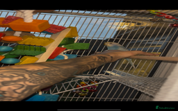 Parakeets birds for sale: Baby budgie boy named gizmo  - Image 2