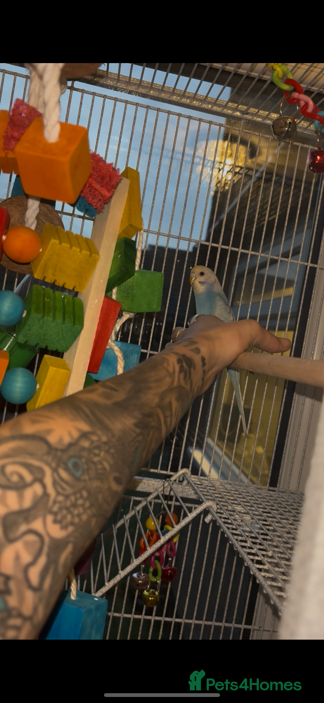 Parakeets birds for sale: Baby budgie boy named gizmo  - Image 2