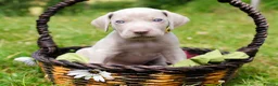 Weimaraner dogs for sale: Handsome male KC Registered Weimaraner pups  - Advert 28