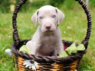 Weimaraner dogs Exceptional KC Registered Weimaraner Puppies - Advert 1
