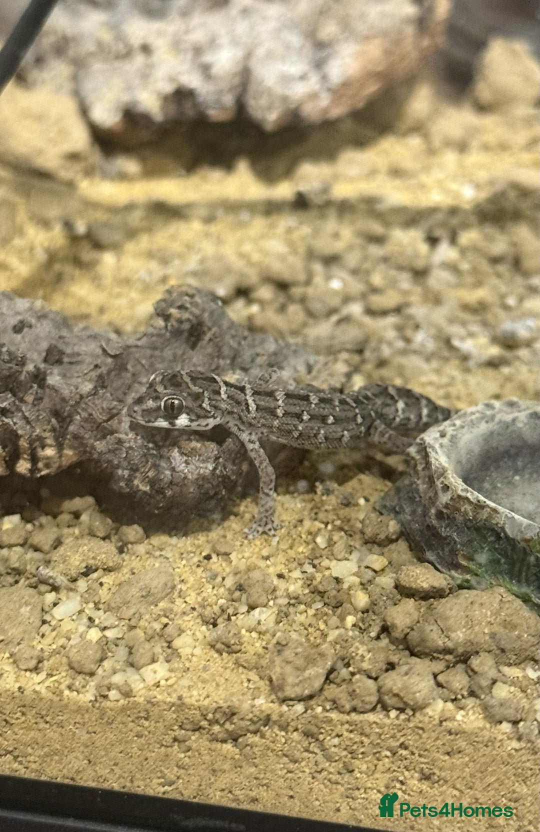 Gecko reptiles for sale: CB25 Viper Geckos - Advert 3