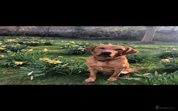 Labrador Retriever dogs for stud: Noah - Fox Red labrador pedigree -For Stud - Image 11