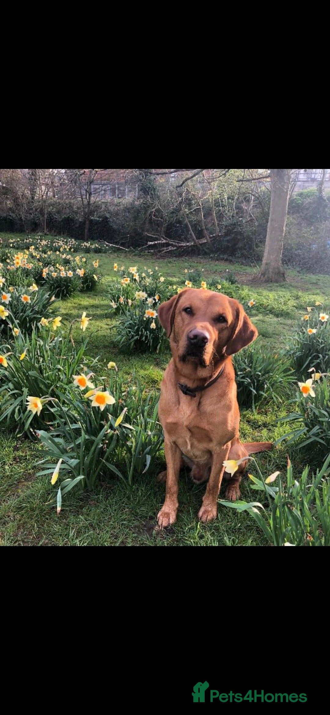 Labrador Retriever dogs for stud: Noah - Fox Red labrador pedigree -For Stud - Image 11