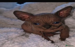 Sphynx cats for sale: Beautiful Canadian Sphynx kittens purebreed  - Image 3