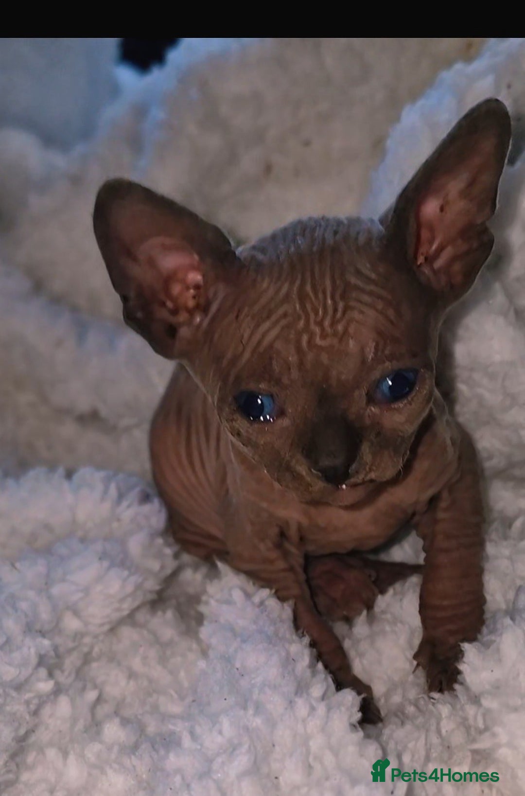 Sphynx cats for sale: Beautiful Canadian Sphynx kittens purebreed  - Image 3