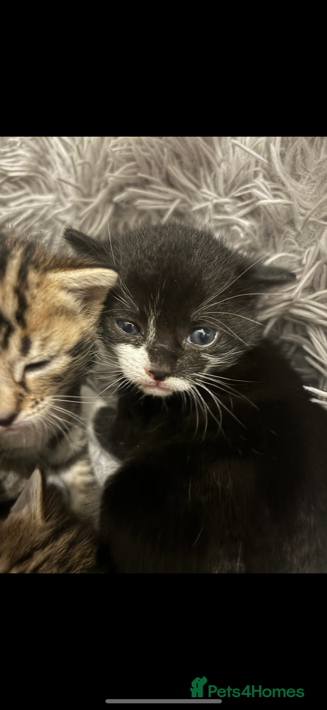 Bengal cats for sale: Bengal kittens  - Advert 4