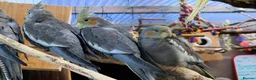Cockatiels birds for sale: 5 cockatiels 8.5 weeks old  - Advert 20