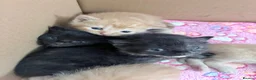 Mixed Breed cats for sale: Two female kittens in Nottingham - Advert 6