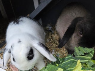 Mixed Breed rabbits 2 male rabbits and cage plus accessories - Advert 1