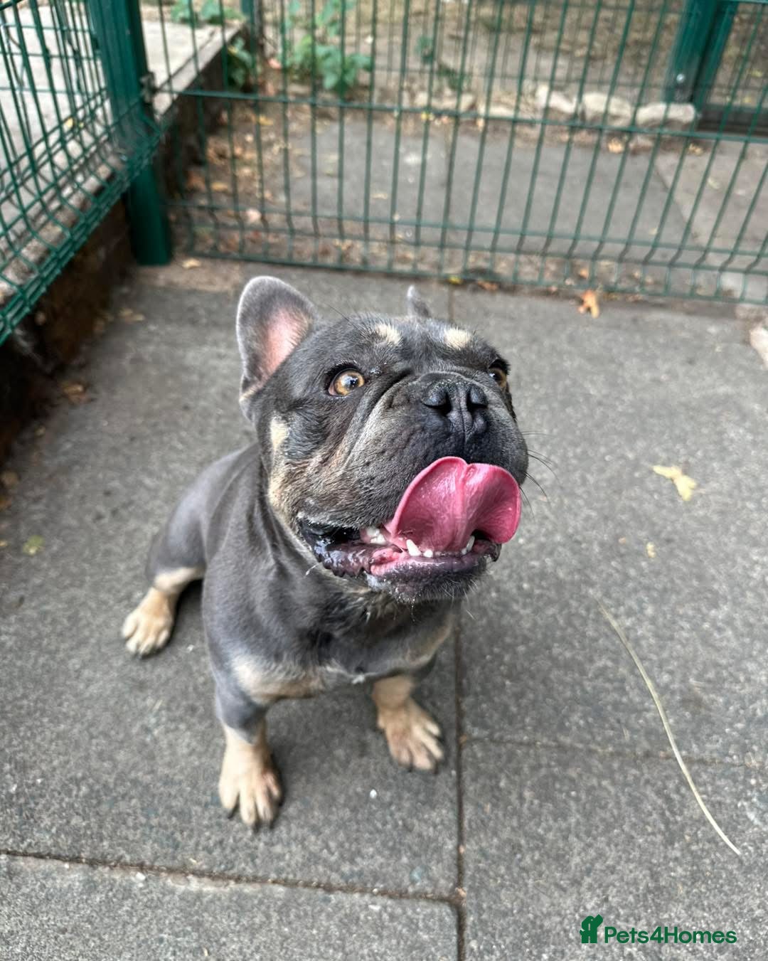 French Bulldog dogs for sale: Male French bulldog  - Advert 3